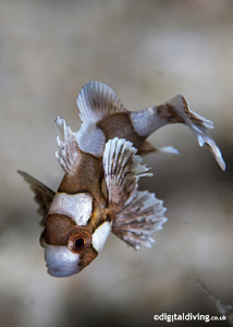 Juvenile Sweetlips at play. D200 and 105mm lens by David Henshaw 